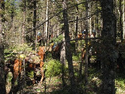 Cavalcade on the trail - heading for Baldy town